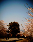 sakura